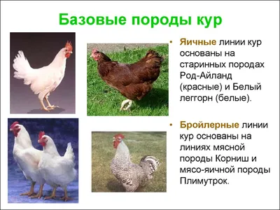 Мясо-яичные породы кур: породы, описание и характеристики