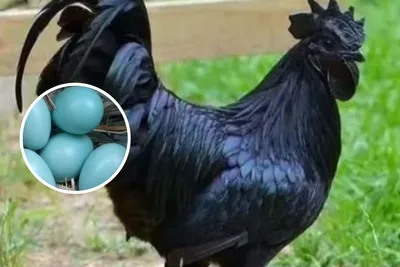 ЭТИ КУРЫ ЗАВАЛЯТ ВАС ЯЙЦАМИ! ЛУЧШИЕ ПОРОДЫ КУР! СУПЕР КУРЫ НА ПОДВОРЬЕ!  МНОГО ЯИЦ И МЯСА. ПОРОДЫ КУР - YouTube