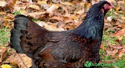 Плимутрок — Кубанская Усадьба