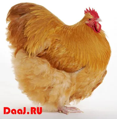 Как правильно выбрать породу кур для разведения?