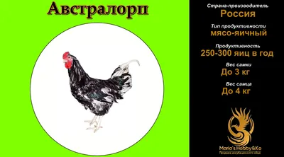 Новосибирцы завели редких китайских кур Ухейилюй и продают их зеленые яйца  - 15 августа 2023 - НГС.ру