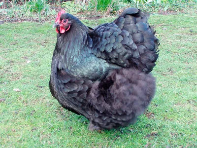 Описание и сравнение пород кур несушек. 🐔Инкубационное яйцо и суточную  птицу можно заказать в нашем магазине. Поставки напрямую с птицефабрик и  крупных инкубаторов. 🐔