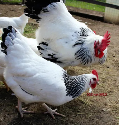 МояПтица - 🐔 Фокси Чик - порода кур, которую разводят для получения  большого количества мяса и яиц. Пернатые отличаются неприхотливым и  миролюбивым характером, но требуют правильного ухода для сохранения  продуктивности. 📌 Особенности: