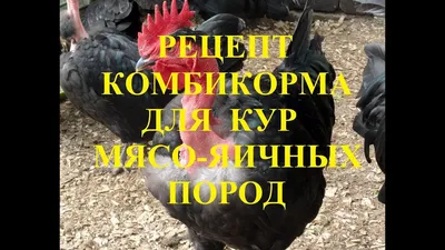 Мясные породы кур - Инкубационное яйцо - Куры породы Брама куропатчатая