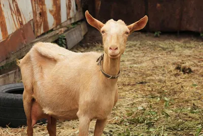 Породы молочных коз фото фотографии