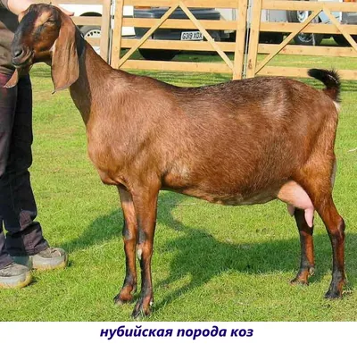Коза животное молочной продукции из индийской породы коз Стоковое  Изображение - изображение насчитывающей рожочок, пасите: 194942577