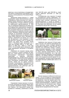 Камерунская коза — Зоопарк Садгород