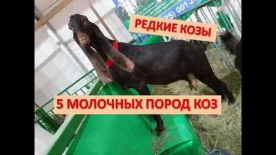Альпийские козы для молока и красоты - Породы коз и овец - Козоводство в  Украине, России, СНГ: форум, хозяйства, рынок