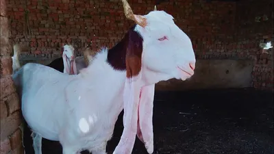 Коза животное молочной продукции из индийской породы коз Стоковое  Изображение - изображение насчитывающей одно, вниз: 194942657