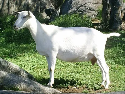 Смоленский КХП - Русская белая коза 🐐 Это порода... | Facebook