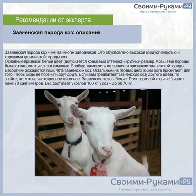 Стратегия «Домик в деревне» - 3: зааненские козы, коровы-голштины и своя  сыроварня - Ведомости Казахстана