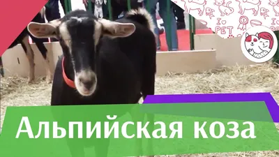 Как выбрать дойную козу