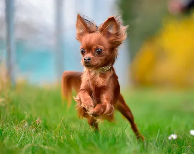 Маленькие собаки для 🐕 небольшой квартиры: лучшие породы миниатюрных собак  - Гульдог