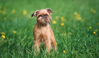 Популярные породы маленьких собак | 🐶ПИТОМЕЦ.РУ🐱 | Дзен