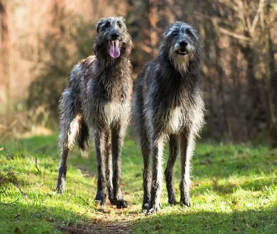 Как выбрать охотничью собаку - Hunting dog