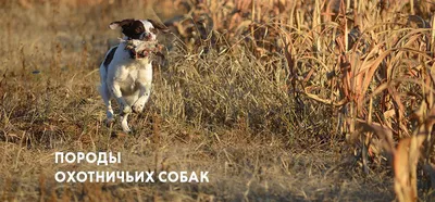 Русский охотничий спаниель: все о собаке, фото, описание породы, характер,  цена