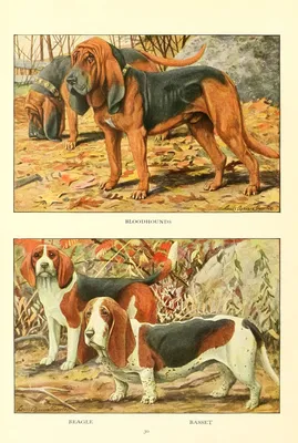 Породы охотничьих собак с фотографиями и особенности их дрессировки