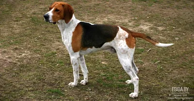 Порода охотничьих собак на букву с (56 фото) - картинки sobakovod.club