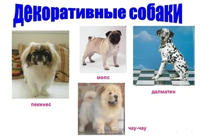 В Костроме свои навыки продемонстрируют лучшие охотничьи собаки - МК  Кострома
