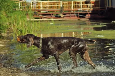 Самая большая собака в мире. Крупные породы собак: фото и названия
