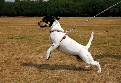 Французская трехцветная гончая (French tricolor hound) (Породы собак)  французская гончая, охотничьи собаки, гончие собаки, охотничьи породы собак,  охотничьи породы, охотничьи собаки фото, французская гончая фото  Энциклопедия о животных EGIDA.BY