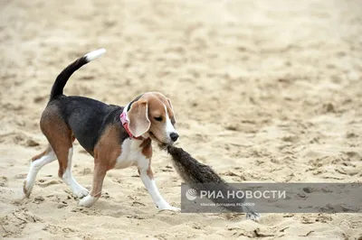 Охотничьи породы собак: виды и особенности | Royal Canin UA