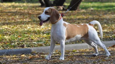 Тренировка собак охотничьих пород | РИА Новости Медиабанк