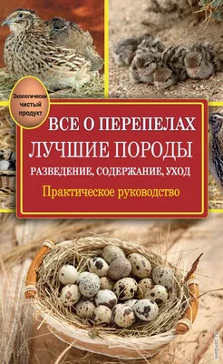 Выращена первая российская порода перепела - Российская газета