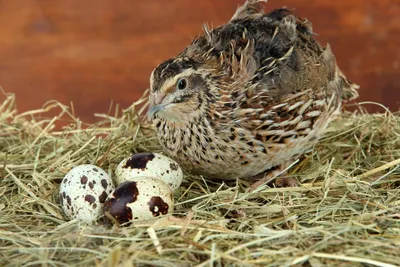 Технологические аспекты выращивания перепелов🐦🥚 | СТЕМАР Новости