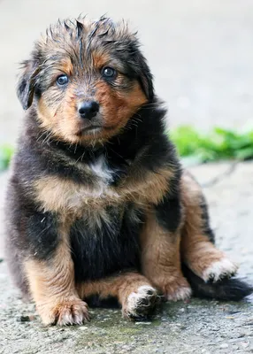 Пушистые породы собак с названиями, фото, описаниями и ценами | ЗооБлог