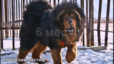 Топ-10 самых больших и тяжёлых породы собак в мире | Dog Breeds | Дзен
