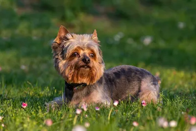 Несколько нелиняющих пород собак без запаха | МанкиБлог | Дзен