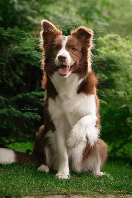 Нелиняющие породы собак – ТОП-22, которые не линяют совсем или мало
