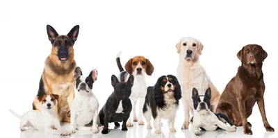 Какие породы собак имеют наименьшие размеры – маленькие породы собак