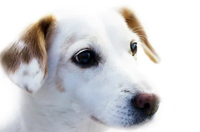 10 пород собак, которые почти не пахнут - Питомцы Mail.ru