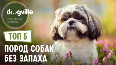 ТОП 5 Пород собак БЕЗ ЗАПАХА - YouTube