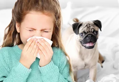 Гипоаллергенные породы собак: какие собаки не вызывают аллергию у человека  | Royal Canin