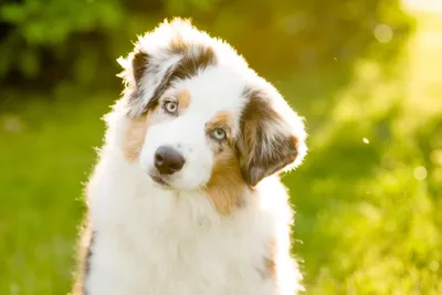 ТОП-5 самых милых пород собак, которые подойдут для аллергиков