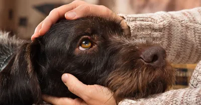 7 не линяющих пород собак: идеальные питомцы для аллергиков и тех, кто не  любит шерсть