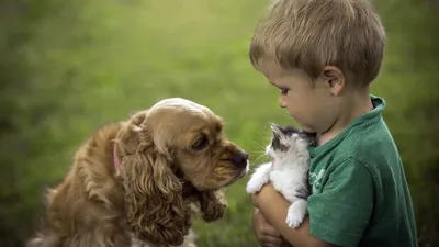 Лучшие породы собак для детей: 6 пёселей, от которых ваш ребёнок будет в  восторге