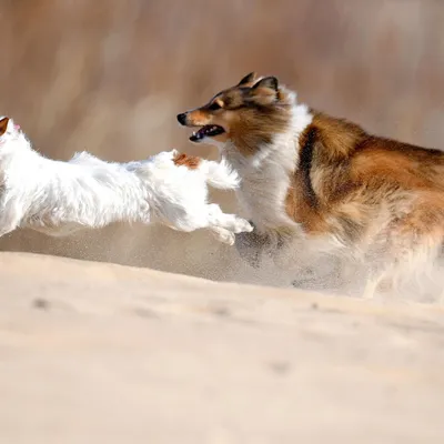 Маленькие собаки для 🐕 небольшой квартиры: лучшие породы миниатюрных собак  - Гульдог