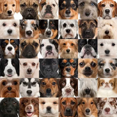 Каталог пород собак — bko.by — сайт о собаках и для собак
