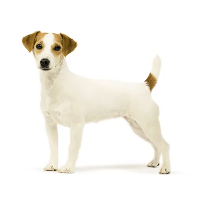 Бойцовские породы собак: названия и фото (каталог) | Блог о щенках и  собаках ^;^ | Дзен