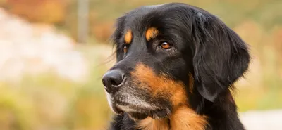 Порода собак бостон-терьер - Породы собак обзор на Gomeovet