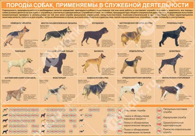 Карточки Домана \"Породы собак\" на рус. Вундеркинд с пеленок - Карточки  Домана