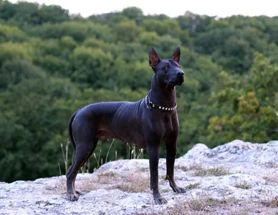 Гаванская болонка (Havana Silk Dog) (Породы собак) болонка собака, порода  собак болонка, гаванская болонка фото, купить гаванскую болонку, гаванский  бишон, гаванский бишон фото, щенки гаванского бишона Энциклопедия о  животных EGIDA.BY