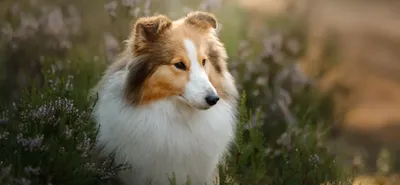 12 самых необычных пород собак — bko.by — сайт о собаках и для собак