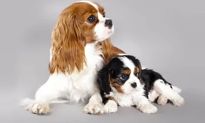 Породы собак для квартиры: маленького, среднего и крупного размера
