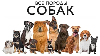 Стали известны 10 самых популярных пород собак в России в 2022 году