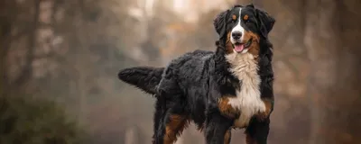 Бордер-Колли, Характер И Здоровье Известной Пастушьей Породы Собак